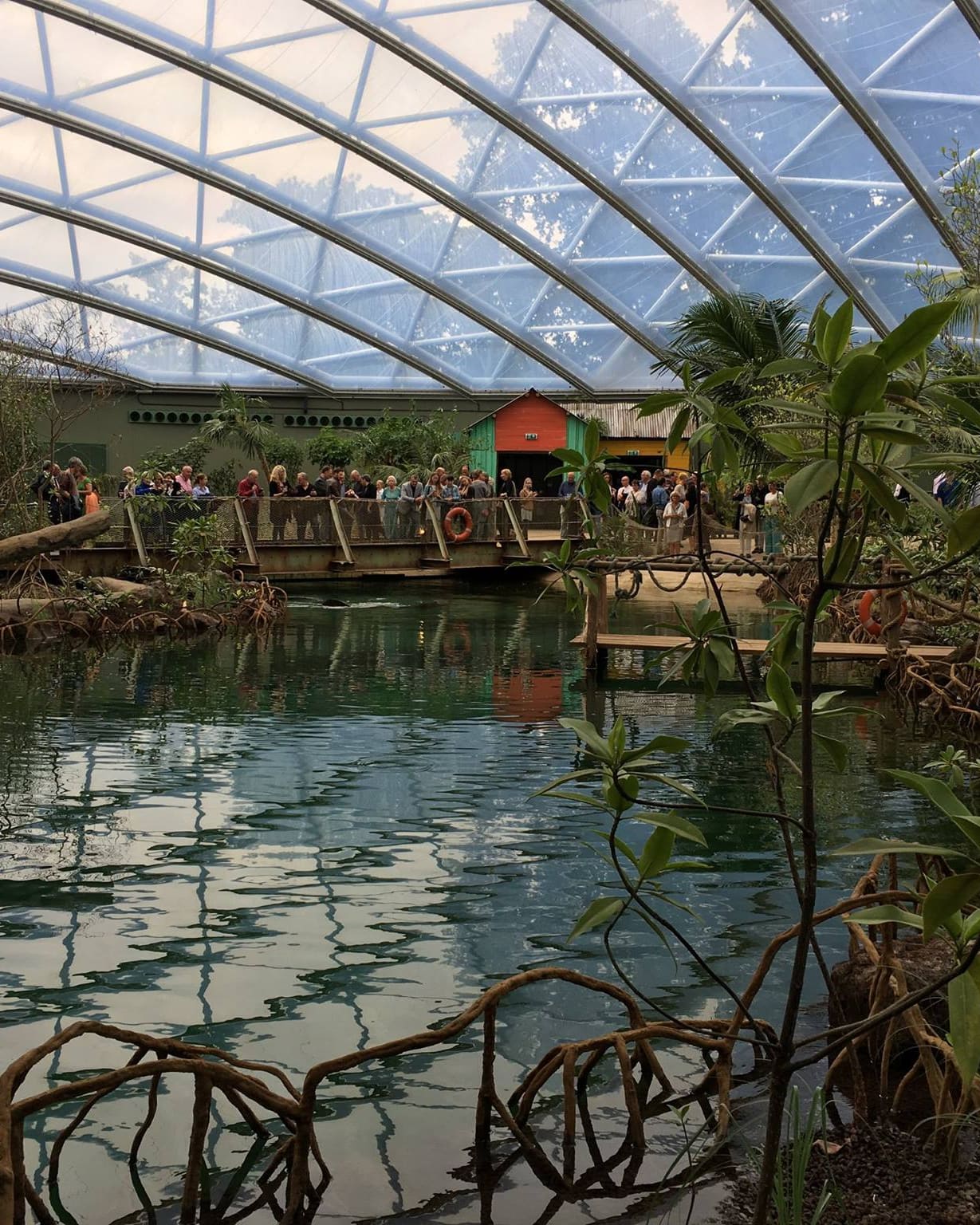 Het interieur van Burgers’ Zoo Mangrove, met water en bomen onder de gebogen glazen kap.